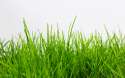 Grass.jpg
