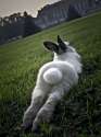 rabbutt.jpg