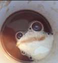 rare coffee pepe.jpg