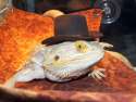 SCALES OLD CHAP RIGHTO THEN TALLY-HO.jpg