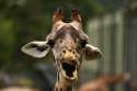 surprise___emotional_giraffe_2_by_krystledawn.jpg