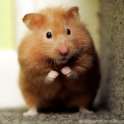 hamster-escape.jpg
