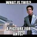 Ants.jpg