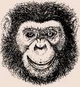 ape (1).gif