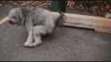 463541.gif