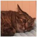 cat_hit_by_feels.jpg