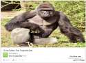 rip harambit.png