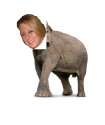 elephant.jpg