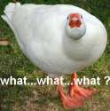funny-goose-image-02.jpg