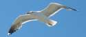 Seagull2-607x264.jpg