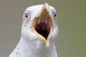 Seagull-screaming.jpg
