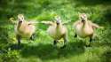 name-for-a-young-goose_ca3d0a6a30010e66.jpg