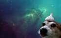 i-liked-garlic-dog-so-much-i-decided-to-make-my-own-version-of-the-.-wallpaper_-1920x1200-wallpaper (1).jpg