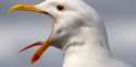 o-SEAGULL-facebook.jpg
