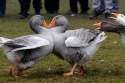 goose-fighting.jpg