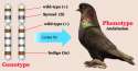 Pigeon Stats.png