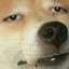doge.png