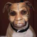 Ugly-Pets.jpg