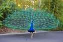 peafowl.jpg