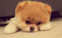 15_Tiniest_Dog_Breeds_1718_3083.jpg