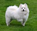 American_Eskimo_Dog_1.jpg