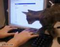 kissa n.gif