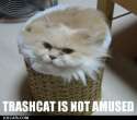 trashcat.jpg
