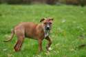 dog-1012713_960_720.jpg