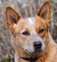 Australian_Catle_Dog_Silverbarn's_Paavo.jpg