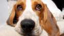 beagle--dog--closeup-jpg.jpg