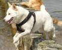 canaan-dog-1.jpg