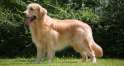 Golden_Retriever_Breed_Standard_620x330.jpg