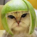 Limecat1 (1).jpg