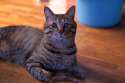 cat_in_japan_cat_in_house_02.jpg