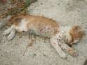 dead-cat-07.jpg