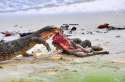 36165053-Monitor-lizard-feeding-on-dead-cat-Stock-Photo.jpg