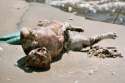 dead-cat-beach-vietnam-600x400.jpg