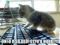 stfu_noob_ded_kitten.jpg
