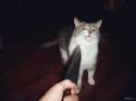 some cat im posting for a 4chan thread.jpg