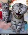 lolcatsdotcom04c656lr13r010th.jpg