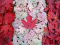 Oh_Canada_by_adryroseinbloom.jpg