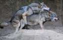 640px-Korean_wolves_mating_(cropped).jpg