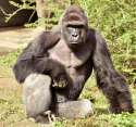 harambe.jpg