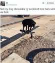 chocolate lab.png