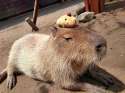 Capybara.jpg