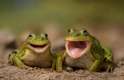 cute frogs 2.jpg