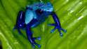 poison_frog_blue.jpg