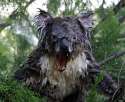 Wet Koala.jpg