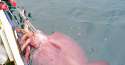 Colossal Squid.jpg