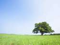 tree.jpg